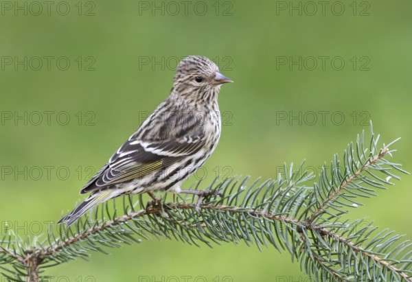Pine Siskin (Spinus pinus), Saskatchewan, Canada