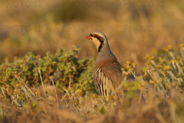 Chukar Partridge (Alectoris chukar), Cyprus