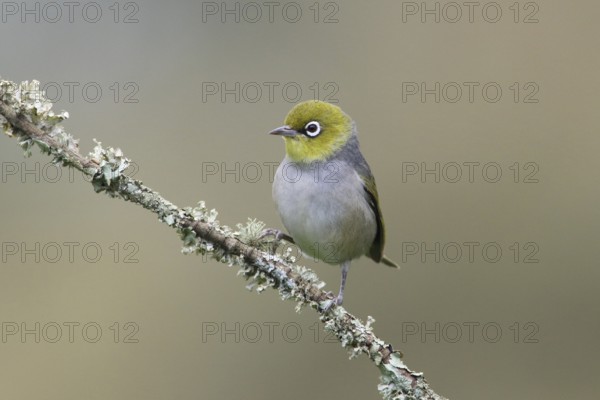 Silvereye (Zosterops lateralis) perched on a branch, Victoria, Australia