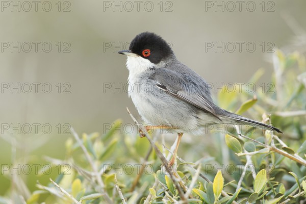 Sardinian Warbler (Sylvia melanocephala) male, Mallorca, Spain