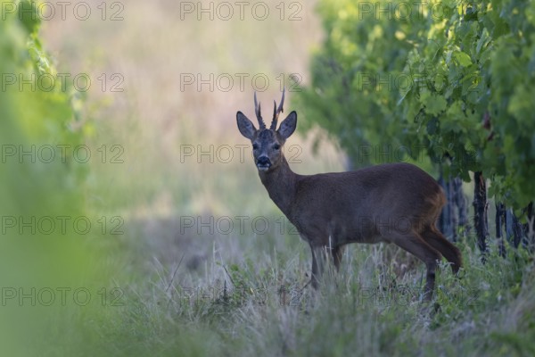 Roebuck in the vineyard in summer, Wittlich, Rhineland-Palatinate, Germany