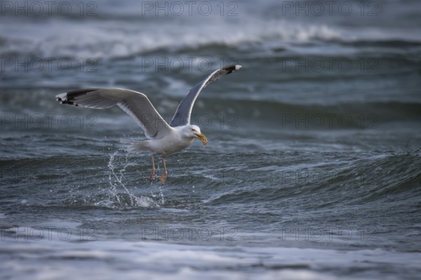 Herring Gull (Larus argentatus) with captured starfish in its beak, Hvide Sande, North Sea, Denmark