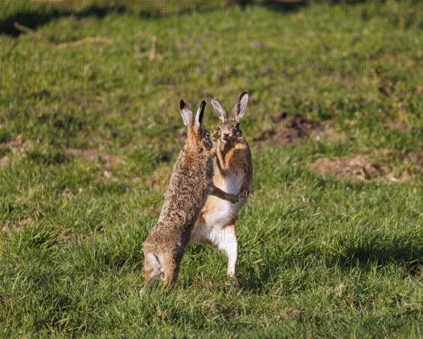 European hare (Lepus europaeus), Germany