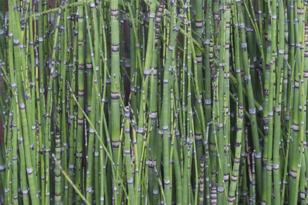 Horsetails (Equisetum), Münsterland, North Rhine-Westphalia, Germany