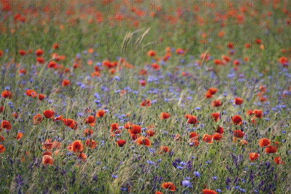 Beautiful picturesque poppy field, June, Germany