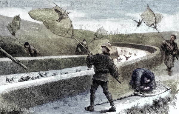 Catching ducks with nets in Japan, illustration, published 1890, reproduction, digitally enhanced, historical