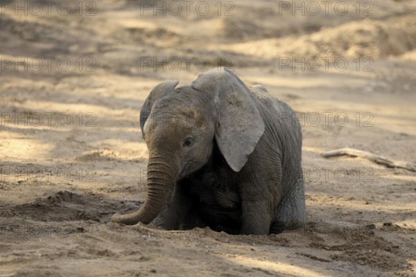 African elephant (Loxodonta africana), young animal, digging, drinking, searching for water, dried up riverbed, Kruger, Kruger National Park, South Africa