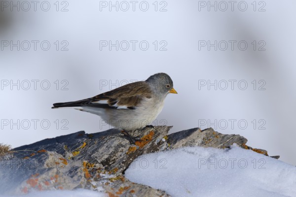 Snowfinch (Montifringilla nivalis), a bird sitting on an ice-covered rock under a frosty sky, Gemmi Pass, Leukerbad, Leuk, Valais, Switzerland
