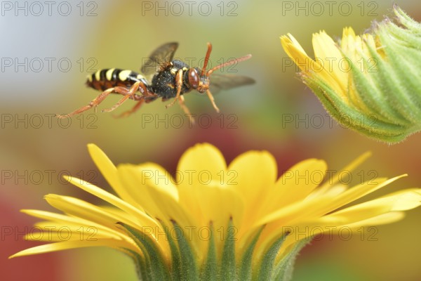 Red-bellied wasp bee (Nomada bifasciata) in flight on the flowers of the marigold (Calendula officinalis)