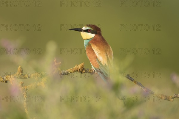 European Bee-eater (Merops apiaster) perched on a lichen branch, Serbia