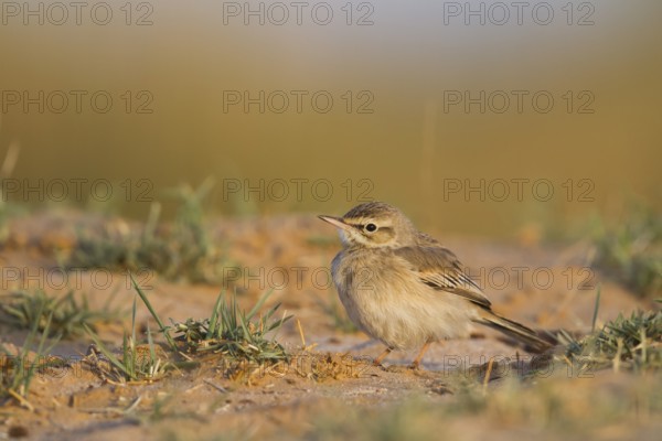 Tawny Pipit - Brachpieper - Anthus campestris, Oman