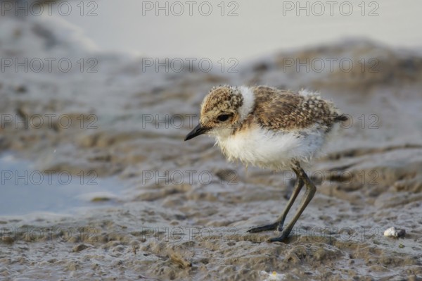 Kentish Plover (Charadrius alexandrinus) chick foraging, Mallorca, Spaiin