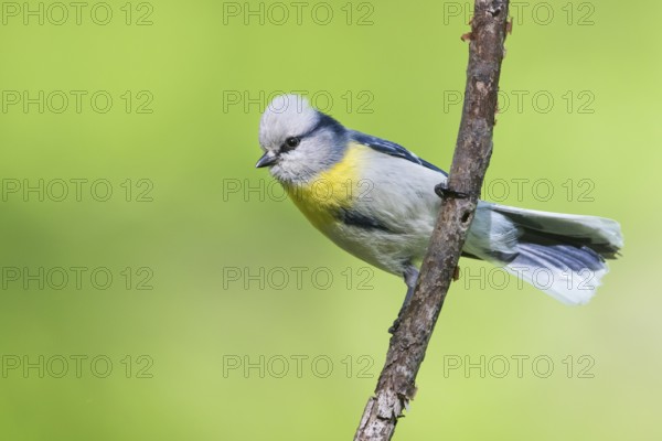 Yellow-breasted Tit - Lasurmeise - Cyanistes cyanus ssp. flavipectus, Kyrgyzstan, adult