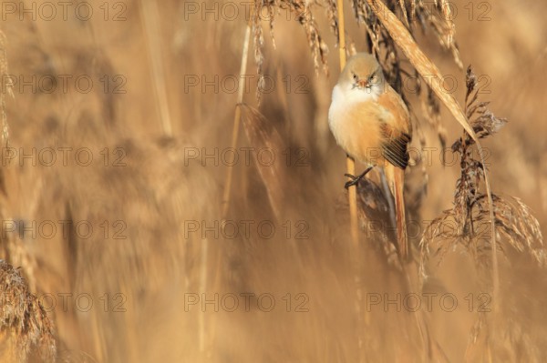 Bearded Reedling (Panurus biarmicus) female, Baden-Wuerttemberg, Germany