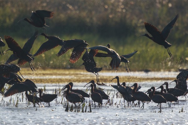 Glossy Ibis (Plegadis falcinellus) group, Greece