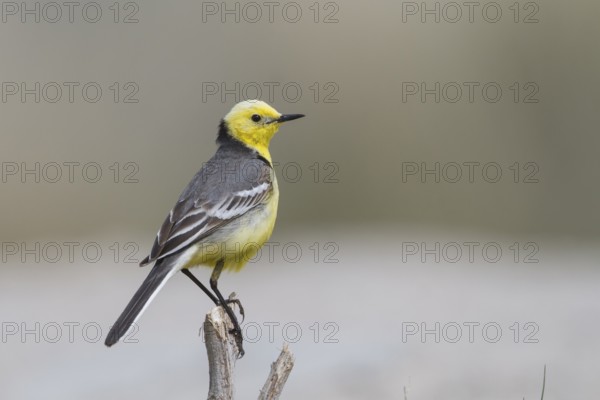 Citrine Wagtail - Zitronenstelze - Motacilla citreola ssp. citreola, Kazakhstan