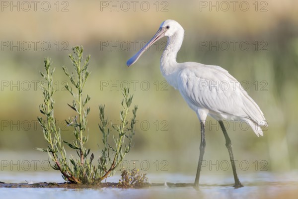 Eurasian Spoonbill (Platalea leucorodia) juvenile foraging, Groningen, Netherlands