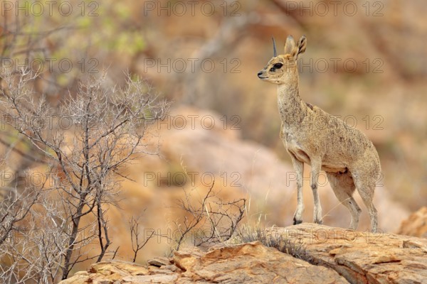 Rock antelpe in the habitat. Klipspringer antelope, in the rock habitat. Animal sitting on the stone in the Mountain, Namibia in Africa. Klipspringer unicorn, wildlife scene from nature. Safari in Nam
