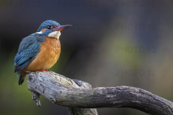 Common Kingfisher (Alcedo atthis) female perched on a branch, Saxony-Anhalt, Germany