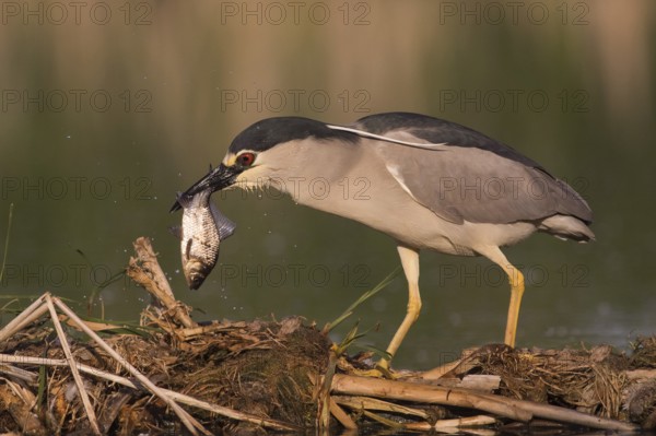 Black-crowned Night Heron (Nycticorax nycticorax) with fish prey in beak, Subotica, Serbia