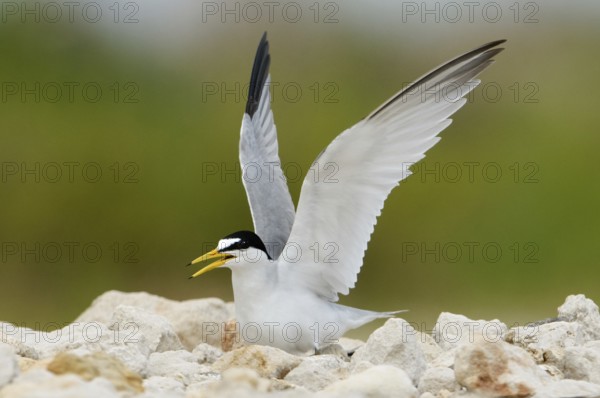 Least Tern (Sternula antillarum), Texas, USA