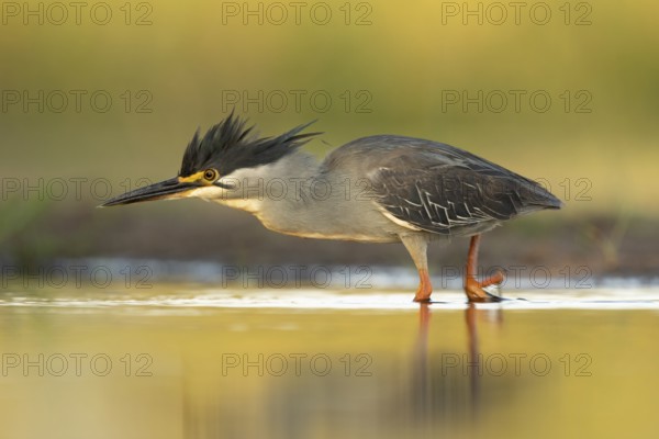 Striated Heron (Butorides striata) hunting, South Africa