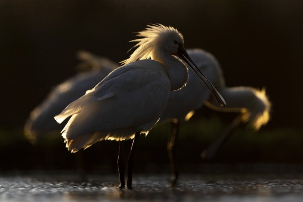 Eurasian Spoonbill (Platalea leucorodia) group, Kiskunsag National Park, Hungary