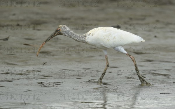 Juveniler Schneesichler (Eudocimus albus) bei der Nahrungssuche am Sierpe River