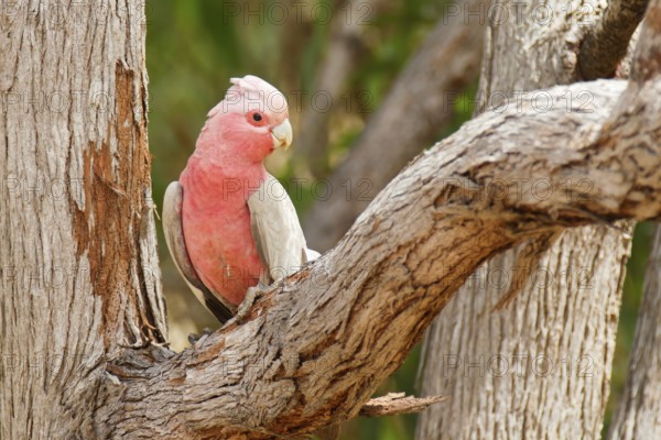 Galah (Eolophus roseicapilla kuhli), Queensland, Australia