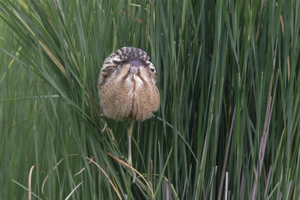 Eurasian Bittern (Botaurus stellaris), Saxony, Germany