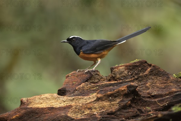 White-crowned Shama (Copsychus stricklandii) male perched on a log, Sabah, Malaysia