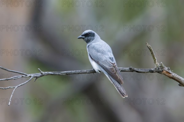 Black-faced Cuckooshrike (Coracina novaehollandiae) juvenile perched on a branch, Victoria, Australia