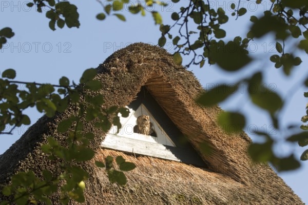 Tawny Owl (Strix aluco), Hamburg, Germany