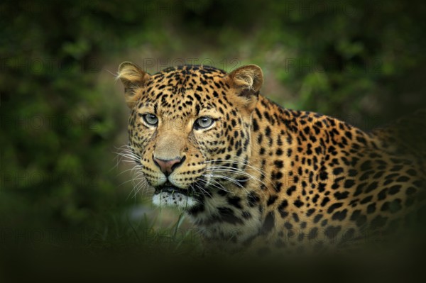 Far Eastern Amur leopard, Panthera pardus orientalis, detail portrait of wild cat in the nature green forest habitat. Leopard spotted cat from China, Asia. Close-up portrait in vegetation, wildlife