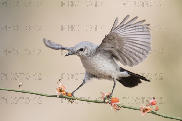 Blackstart (Oenanthe melanura) perched on a twig, Eilat, Israel