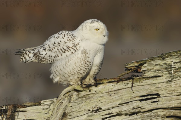 Snowy Owl (Bubo scandiacus), British Columbia, Canada