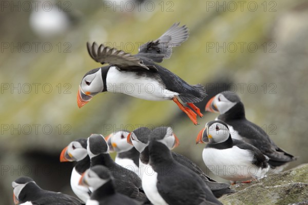 Atlantic Puffin (Fratercula arctica), Scotland, United Kingdom
