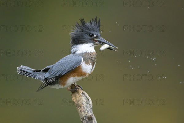 Belted Kingfisher (Megaceryle alcyon) female perched on a branch with a fish prey in its beak, Colorado, USA