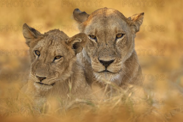 Africa wildlife, Cute lion cub with old brothert, African danger animal, Panthera leo, Khwai river, Botswana in Africa. Cat babe in nature habitat. Wild lion in the grass habitat