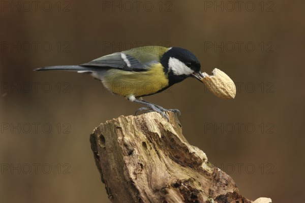 Great Tit (Parus major), Lower Saxony, Germany