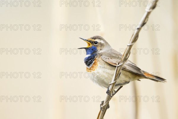 Bluethroat (Luscinia svecica cyanecula) male singing, Baden-Wuerttemberg, Germany