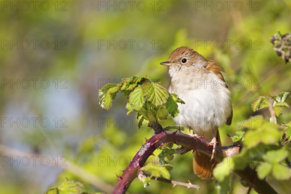 Common Nightingale (Luscinia megarhynchos), Baden-Wuerttemberg, Germany