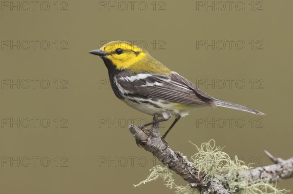 Black-throated Green Warbler (Setophaga virens), Maine, USA