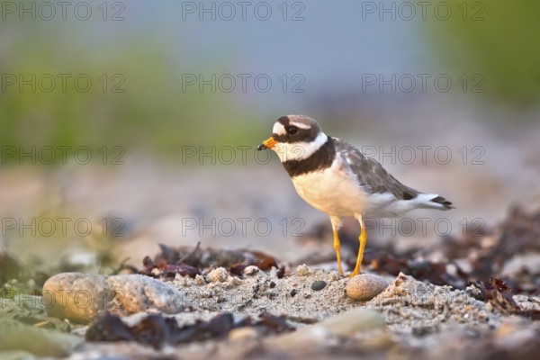 Common Ringed Plover (Charadrius hiaticula), Schleswig-Holstein, Germany