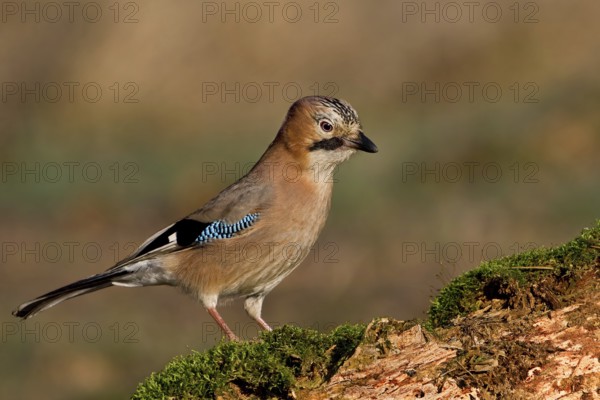 Eurasian Jay (Garrulus glandarius), Saxony-Anhalt, Germany