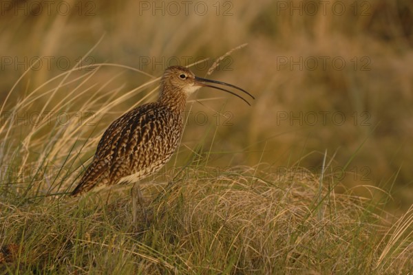 Im Abendlicht... Grosser Brachvogel *Numenius arquata*