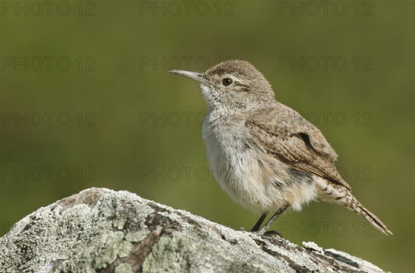 Rock Wren (Salpinctes obsoletus) male, Saskatchewan, Canada