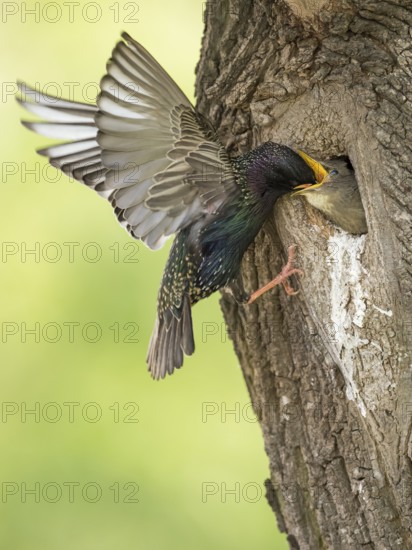 Common Starling (Sturnus vulgaris) feeding young in nest hole, Rhineland-Palatinate, Germany