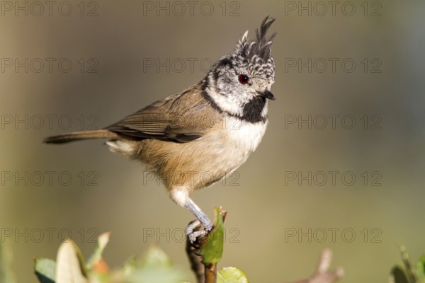 European Crested Tit (Lophophanes cristatus), Castile-La Mancha, Spain