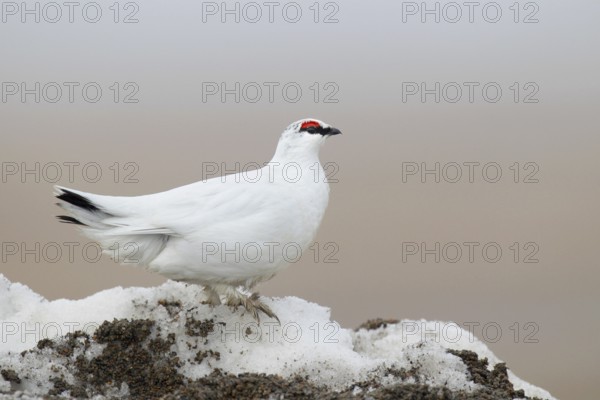 Rock Ptarmigan (Lagopus muta) male, Alaska, USA